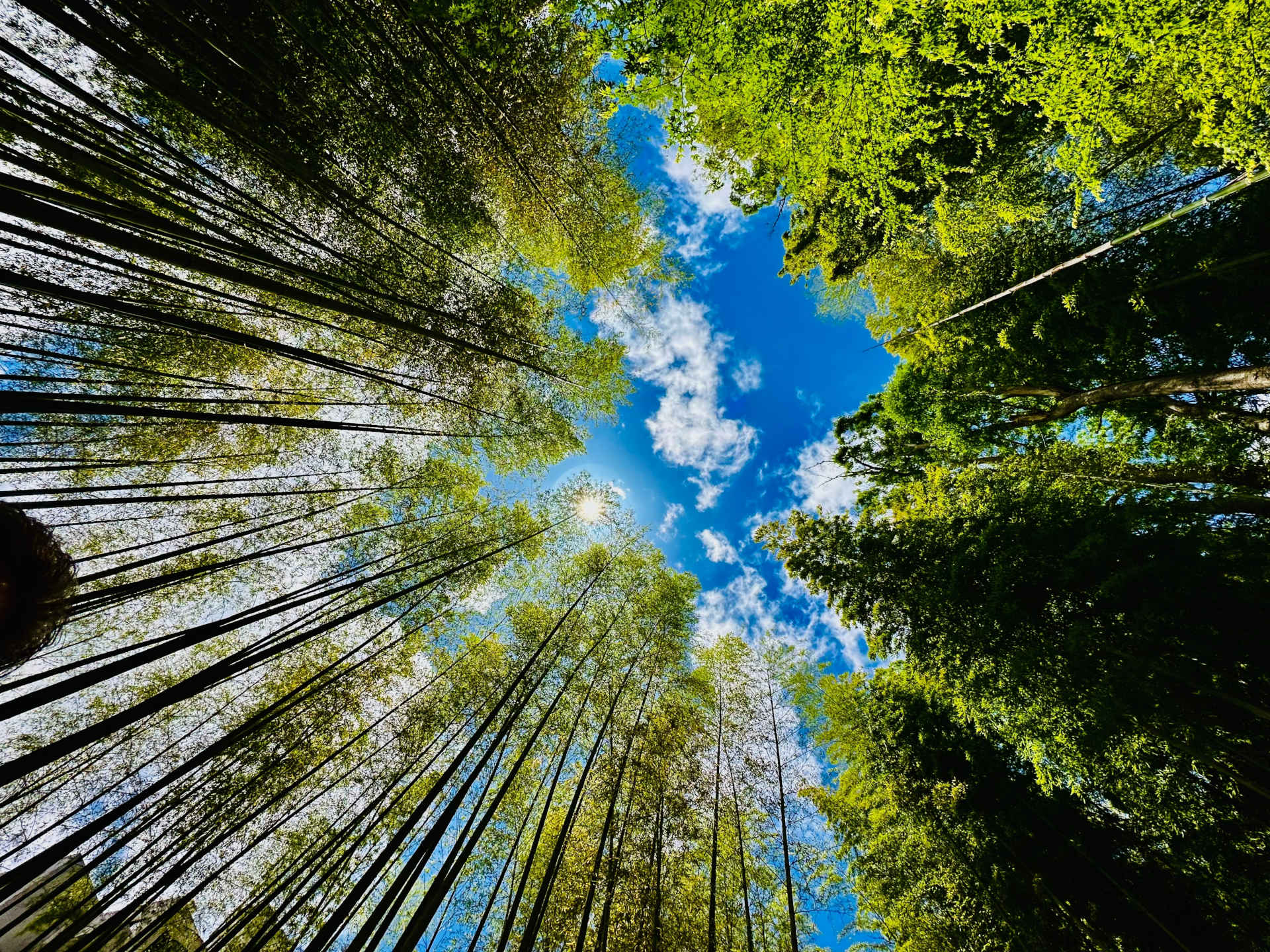 This,Place,Is,A,Bamboo,Forest,Path,In,Shuzenji,,Japan.